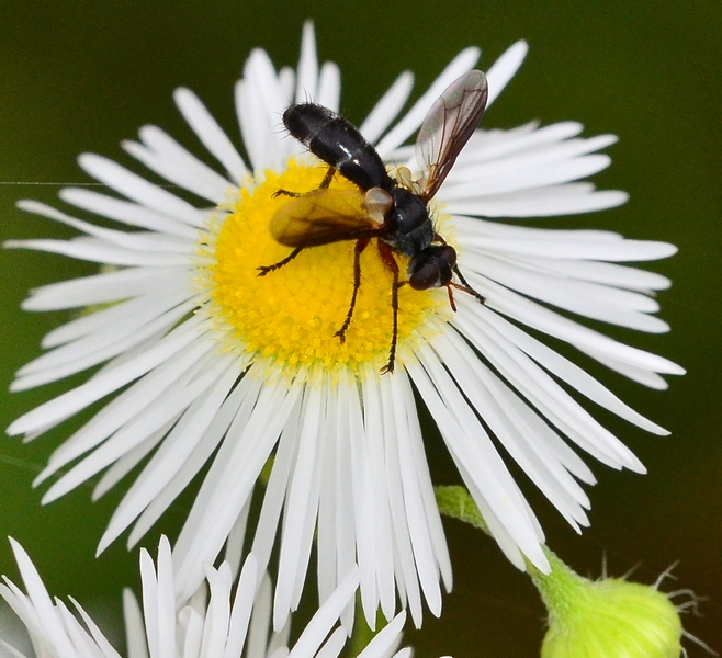 Tachinidae da Id.